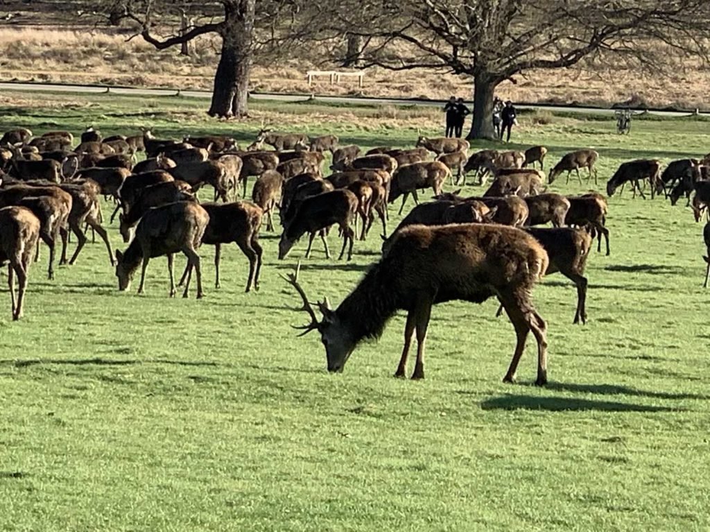 A herd of deer at Richmond Park 