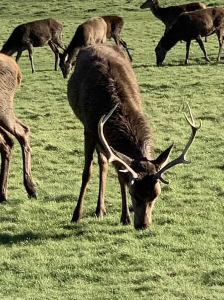 London’s Wildest Escape is on the Tube Richmond Park Richmond