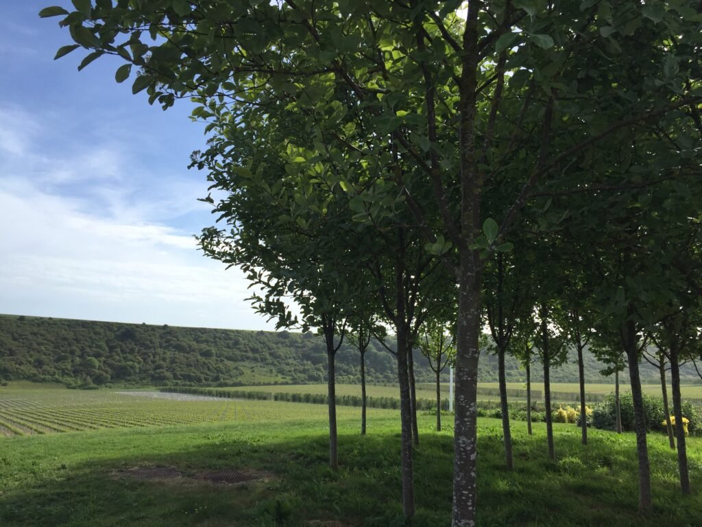 Rathfinny Wine Estate