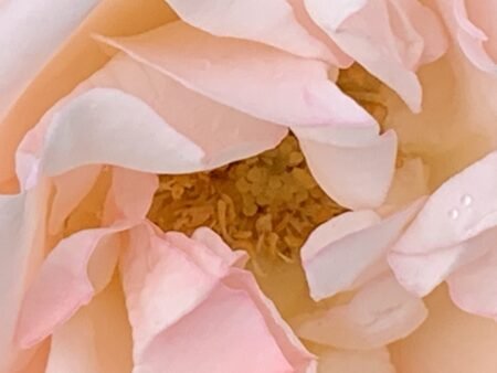 A Thousand Roses and Not an Entry Fee in Sight