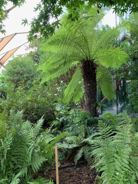 Above the Skyscrapers, Beneath the Palms Crossrail Place Roof Garden Canary Wharf