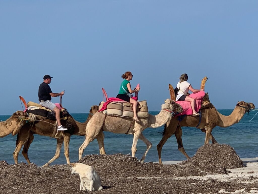 Camel trekking across the beach in Djerba
