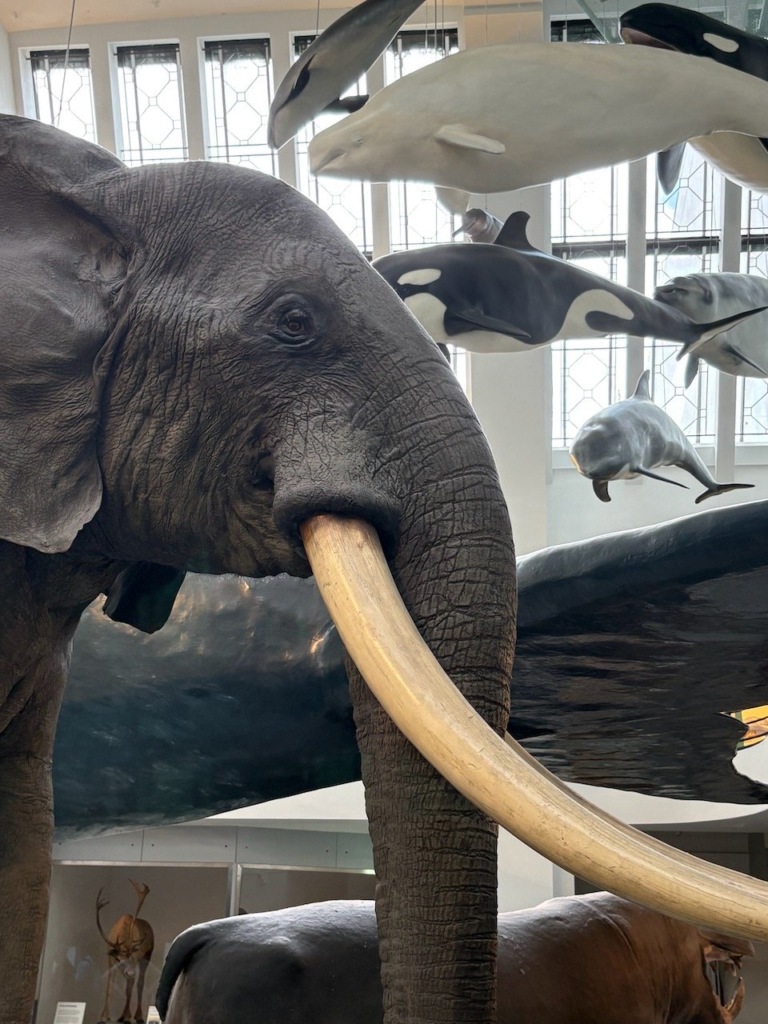 The Mammals Gallery at the Natural History Museum